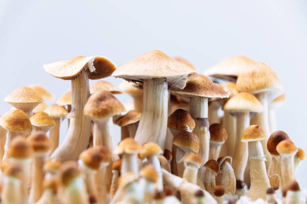Why Do Shrooms Have Such a Serious Influence? post thumbnail image