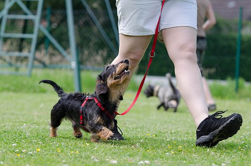 If you want a No pull harness for dogs, the store offers a variety of them that you may like post thumbnail image