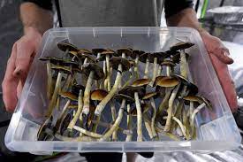 Understanding the other sorts of fresh mushrooms and their makes use of post thumbnail image