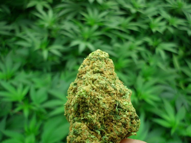 Discover The Excellent CBD Strain That You Can Trust Here post thumbnail image