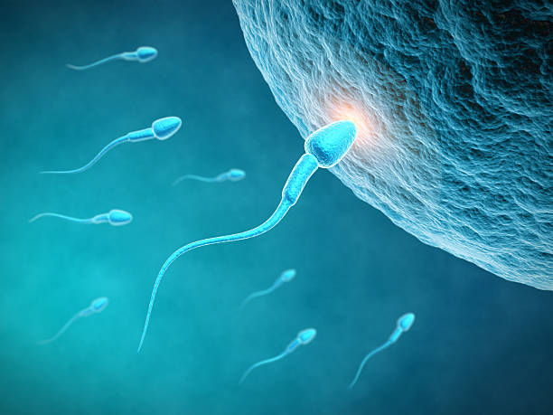 4 Dietary supplements that can improve sperm issue post thumbnail image