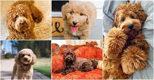 Training Tips for Goldendoodle puppies post thumbnail image