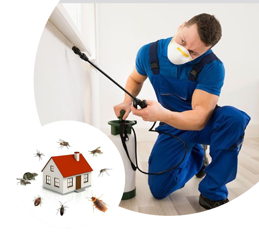 911 Exterminators in Forney TX: Proven Strategies for Lasting Pest Control Results post thumbnail image