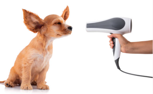 Know exactly what are the advantages you might gain with purchasing a dog dryer blower post thumbnail image