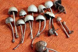 The potential for Magic Mushrooms as being a Cure for Major depression post thumbnail image