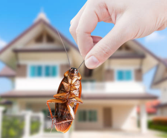 Emergency Pest control Las Vegas Las Vegas: Fast and Effective Solutions post thumbnail image