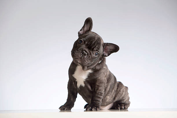 The Charming and Playful French Bulldog: A Beloved Companion post thumbnail image