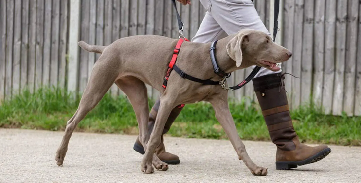 Ways to Make Strolling using a No Take Harness More Enjoyable for Your Dog post thumbnail image