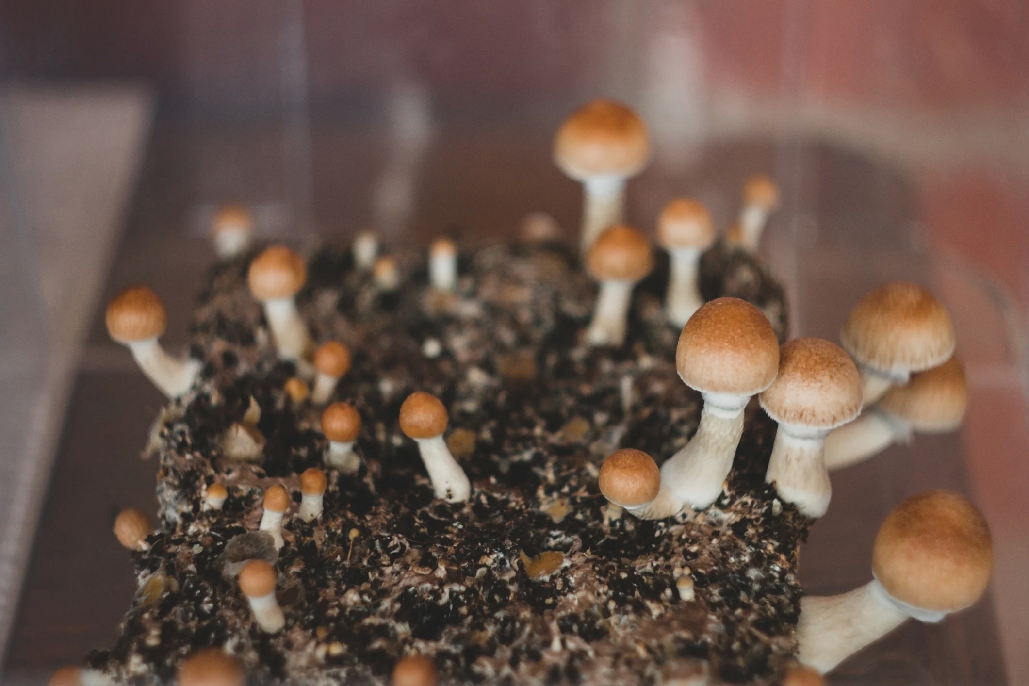 What is going to be identified prior to taking fresh mushrooms? post thumbnail image