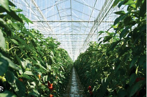 Choosing the Right Greenhouse: Factors to Consider for Successful Plant Cultivation post thumbnail image