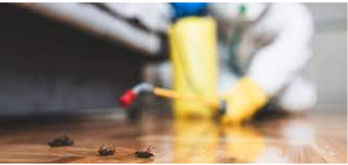 Exterminator’s Arsenal: Precision Pest Control post thumbnail image