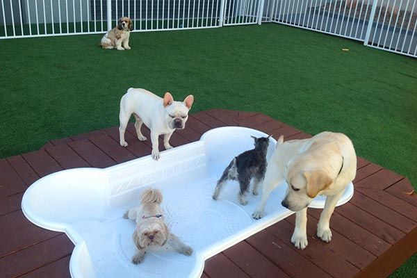 The Ultimate Guide to Dog Boarding in Las Vegas post thumbnail image